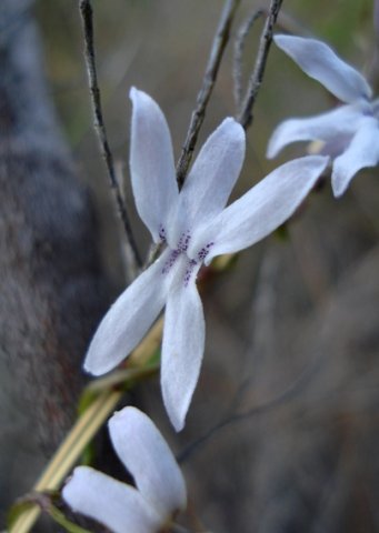 Cyphia volubilis petal dots